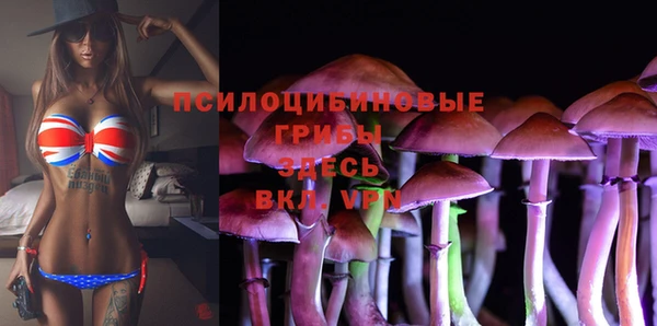 гашик Алексин