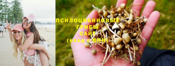 индика Алзамай
